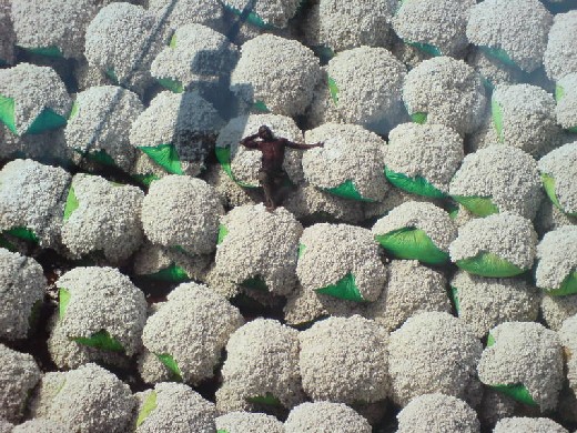 Worker resting on bales of cotton